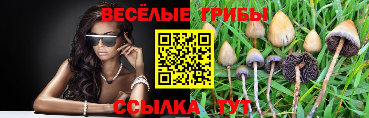 Псилоцибиновые грибы мицелий Подольск