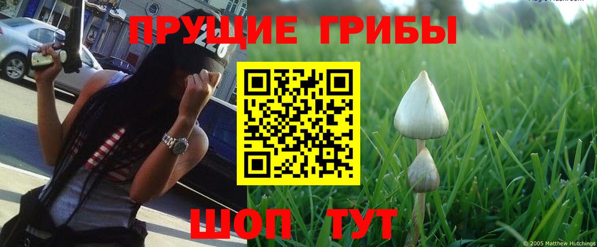 Галлюциногенные грибы Psilocybine cubensis  Вход с VPN  Галлюциногенные грибы Psilocybine cubensis  цена   Подольск 
